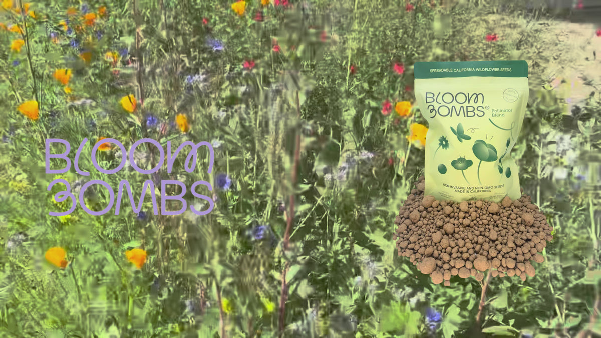 Bulk Bloom Bombs-1000 Sq FT-Native Wildflower Seed Balls
