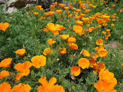 California Poppy & Lacy Phacelia Seed Balls