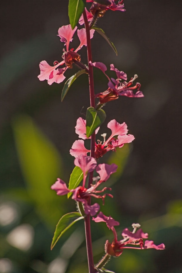 Pollinator Blend Seed Balls