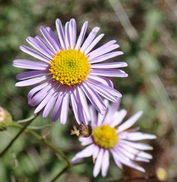 Pollinator Blend Seed Balls