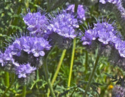 Narrow Leaf Milkweed & Lacy Phacelia Seed Balls