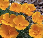 California Poppy & Lacy Phacelia Seed Balls