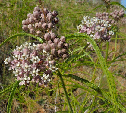 Narrow Leaf Milkweed & Lacy Phacelia Seed Balls