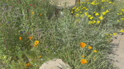 California Native Wildflower Seed Balls 14oz.