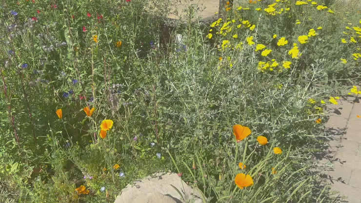 California Native Wildflower Seed Balls 14oz.