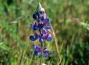 Pollinator Blend Seed Balls