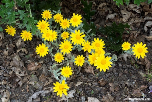 Pollinator Blend Seed Balls